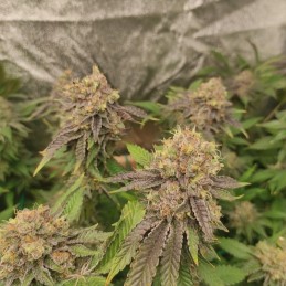 Nasiona marihuany Panama - opis odmiany konopi