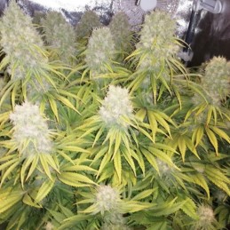 Nasiona marihuany Orient Express - opis odmiany konopi