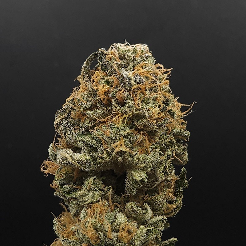 Nasiona marihuany Nepal Jam x Kali China - opis odmiany konopi