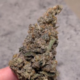 Nasiona marihuany Nepal Jam - opis odmiany konopi