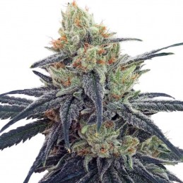 Medyczne nasiona marihuany CBD 1 - odmiana konopi