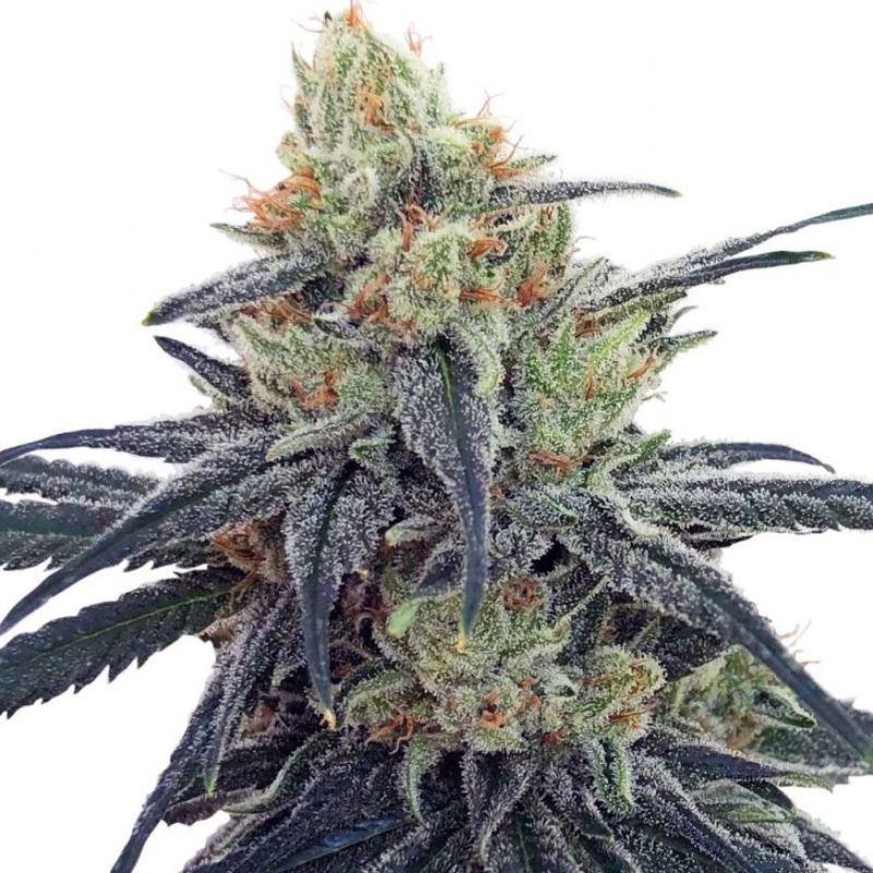 Medyczne nasiona marihuany CBD 1 - odmiana konopi