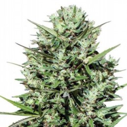 Nasiona marihuany Morocco Beldia Kif - opis odmiany konopi