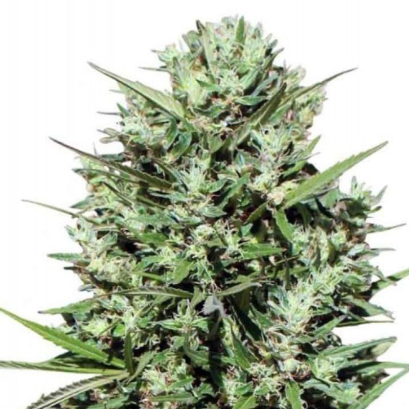 Nasiona marihuany Morocco Beldia Kif - opis odmiany konopi