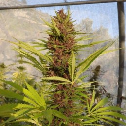 Nasiona marihuany Malawi x PCK - opis odmiany konopi