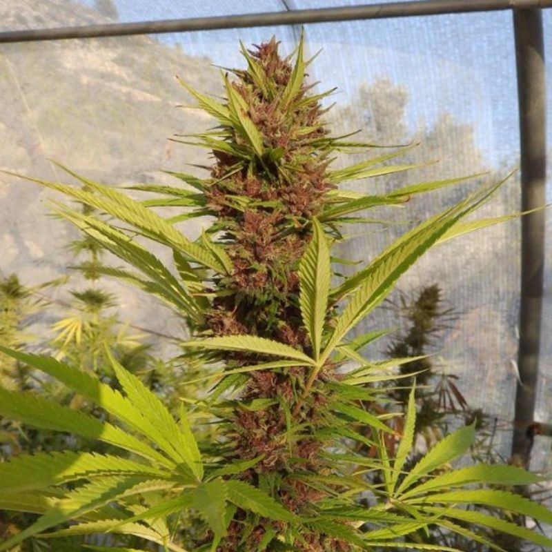Nasiona marihuany Malawi x PCK - opis odmiany konopi