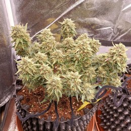 Nasiona marihuany Malawi x Panama - opis odmiany konopi