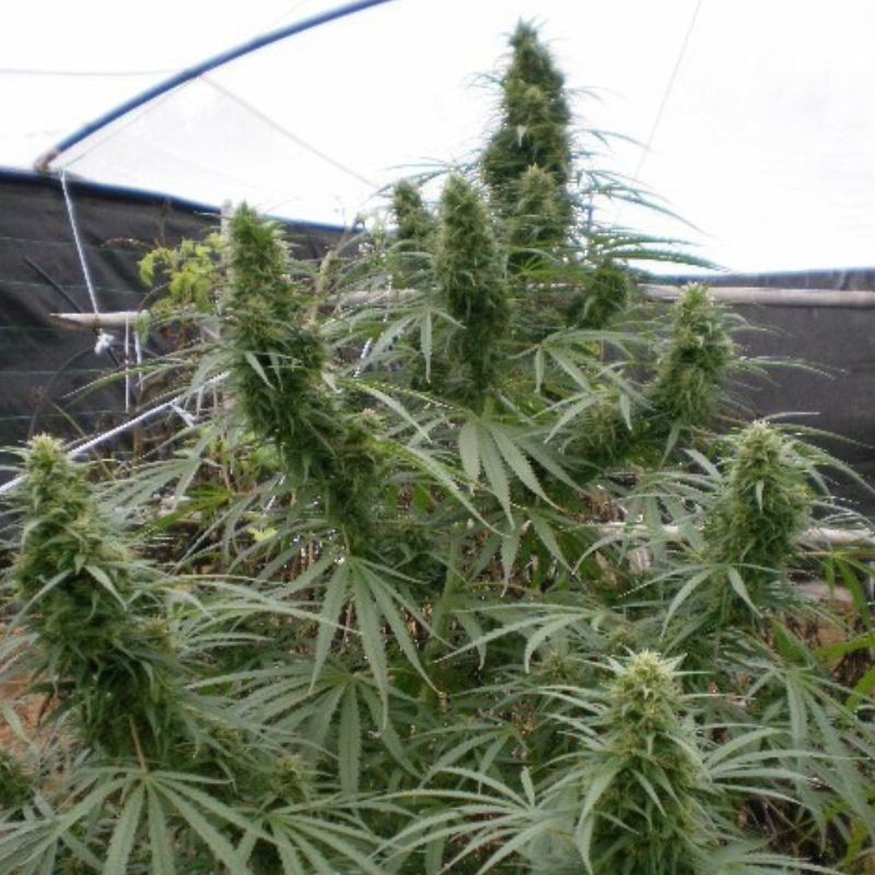 Nasiona marihuany Malawi - opis odmiany konopi