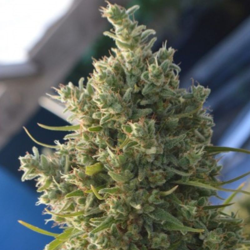 Nasiona marihuany Killer A5 Haze - opis odmiany konopi