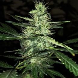 Nasiona marihuany Kali China - opis odmiany konopi