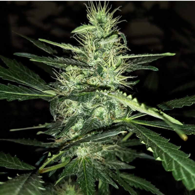 Nasiona marihuany Kali China - opis odmiany konopi