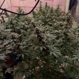 Nasiona marihuany Honduras x Panama - opis odmiany konopi