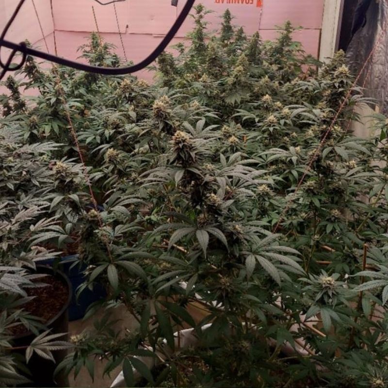 Nasiona marihuany Honduras x Panama - opis odmiany konopi