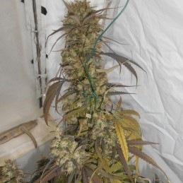 Nasiona marihuany Haze X Kali China - opis odmiany konopi