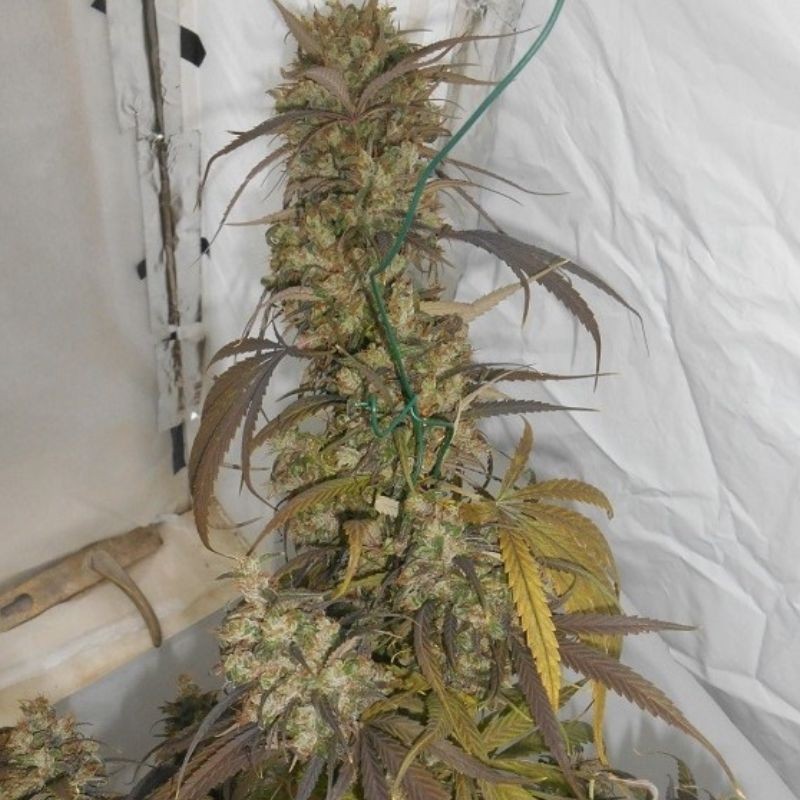 Nasiona marihuany Haze X Kali China - opis odmiany konopi