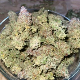 Nasiona marihuany Erdpurt - odmiana konopi