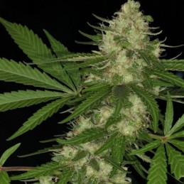 Nasiona marihuany Congo - odmiana konopi