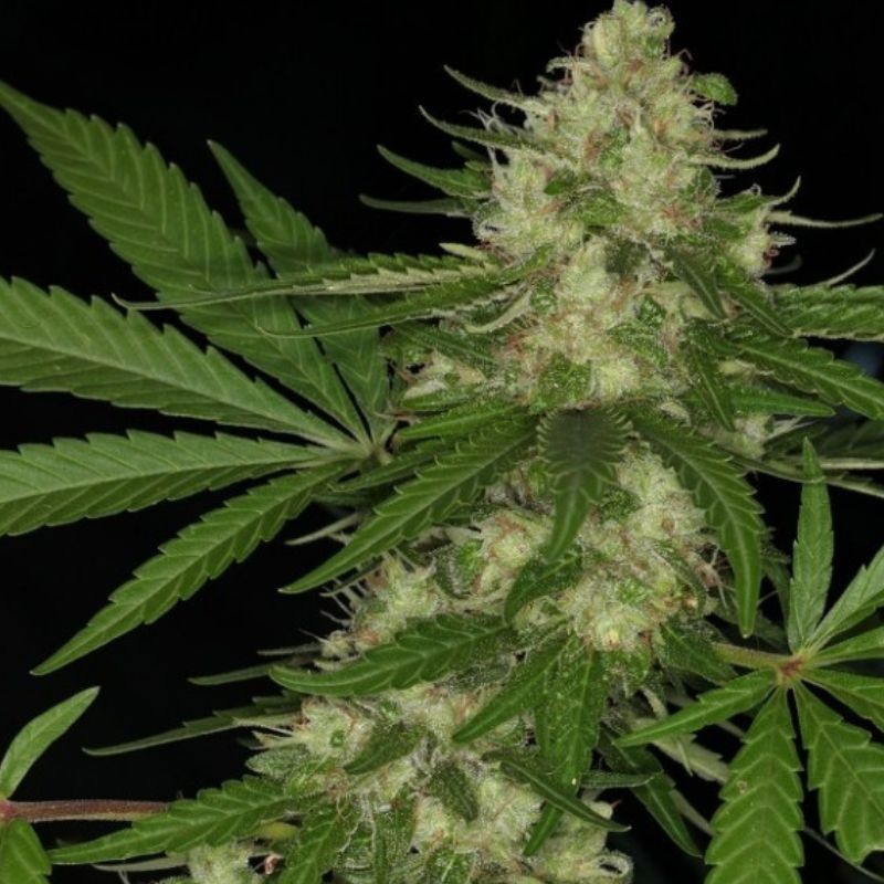 Nasiona marihuany Congo - odmiana konopi