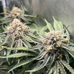 Nasiona marihuany automatyczne Auto Zamaldelica - odmiana konopi