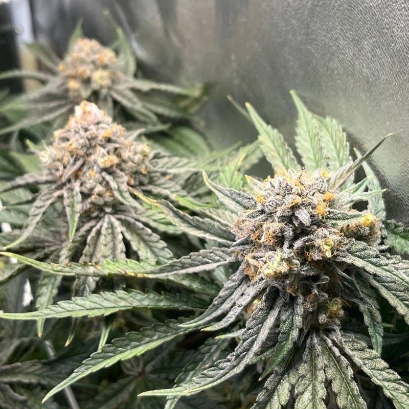 Nasiona marihuany automatyczne Auto Zamaldelica - odmiana konopi