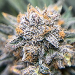 Nasiona marihuany automaty White Widow XXL Auto - opis odmiany konopi