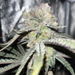 Nasiona marihuany White Widow XXL - opis odmiany konopi