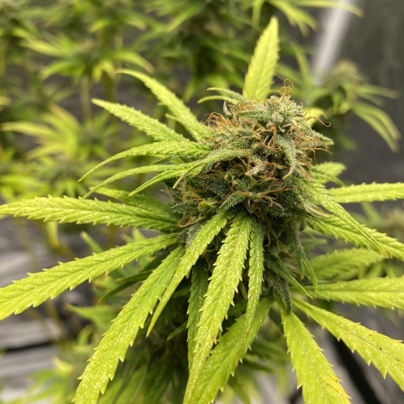 Nasiona marihuany automaty Watermelon Zkittlez Auto - opis odmiany konopi