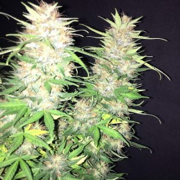 Nasiona marihuany Runtz x Layer Cake - opis odmiany konopi