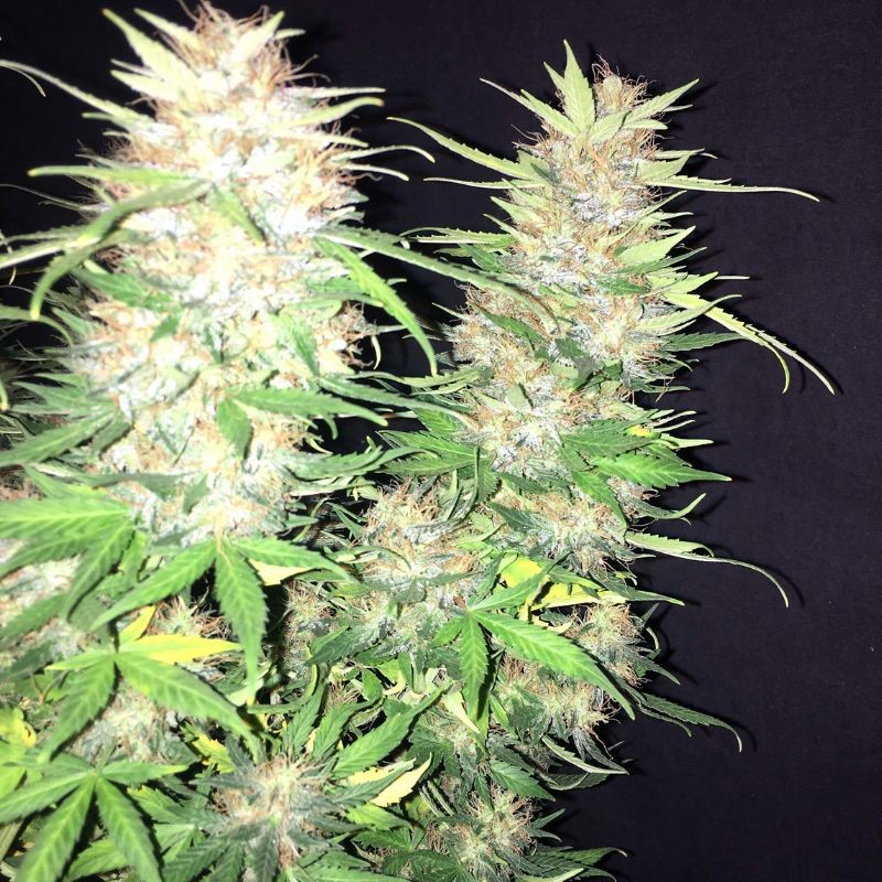 Nasiona marihuany Runtz x Layer Cake - opis odmiany konopi