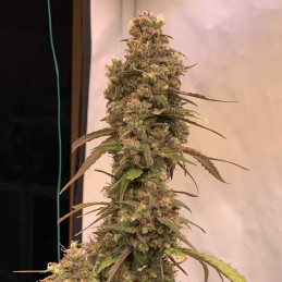 Nasiona marihuany Runtz Muffin - opis odmiany konopi