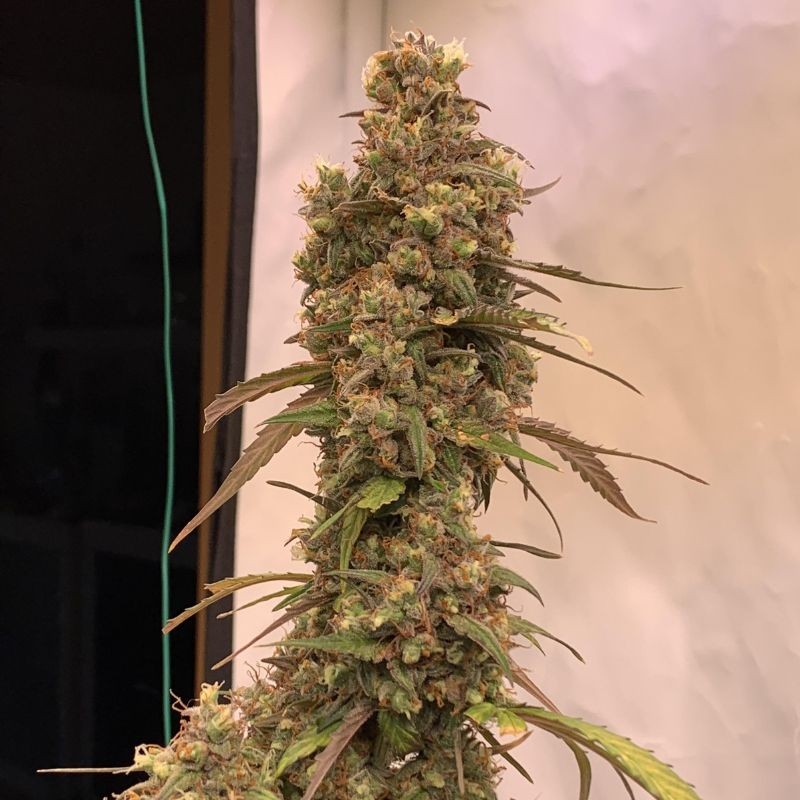 Nasiona marihuany Runtz Muffin - opis odmiany konopi