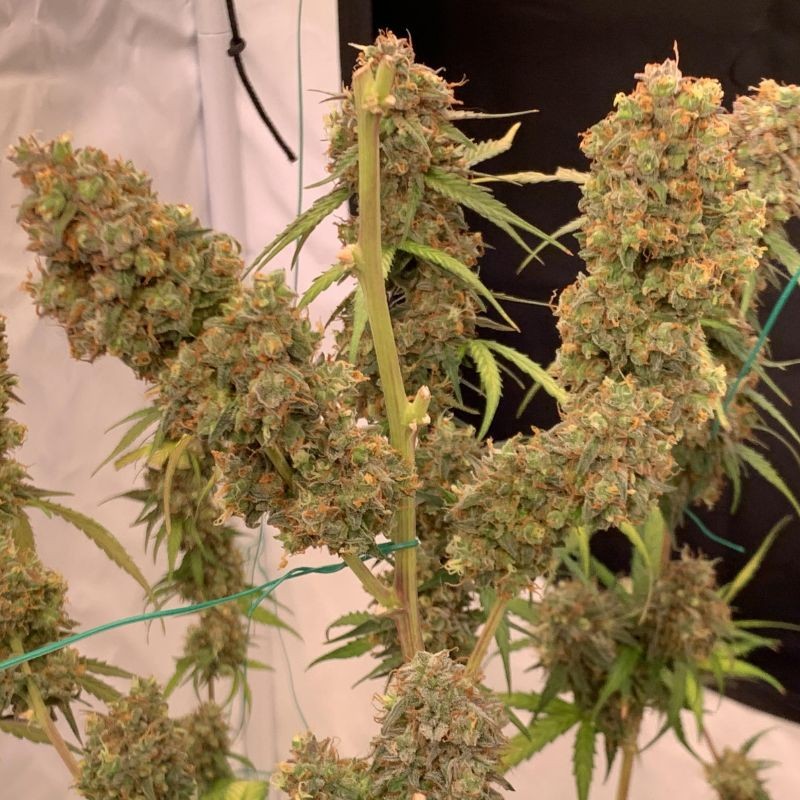 Nasiona marihuany automatyczne Moby Dick Auto - opis odmiany konopi