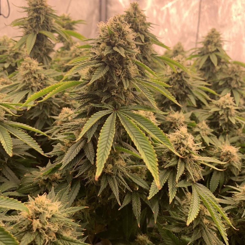 Nasiona marihuany automatyczne Mimosa x Orange Punch Auto - opis odmiany konopi