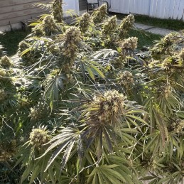 Nasiona marihuany Mimosa x Orange Punch - opis odmiany konopi