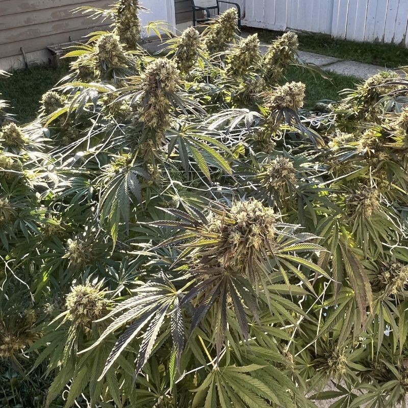 Nasiona marihuany Mimosa x Orange Punch - opis odmiany konopi