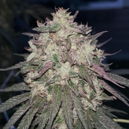 Nasiona marihuany Lemon Tree - opis odmiany konopi