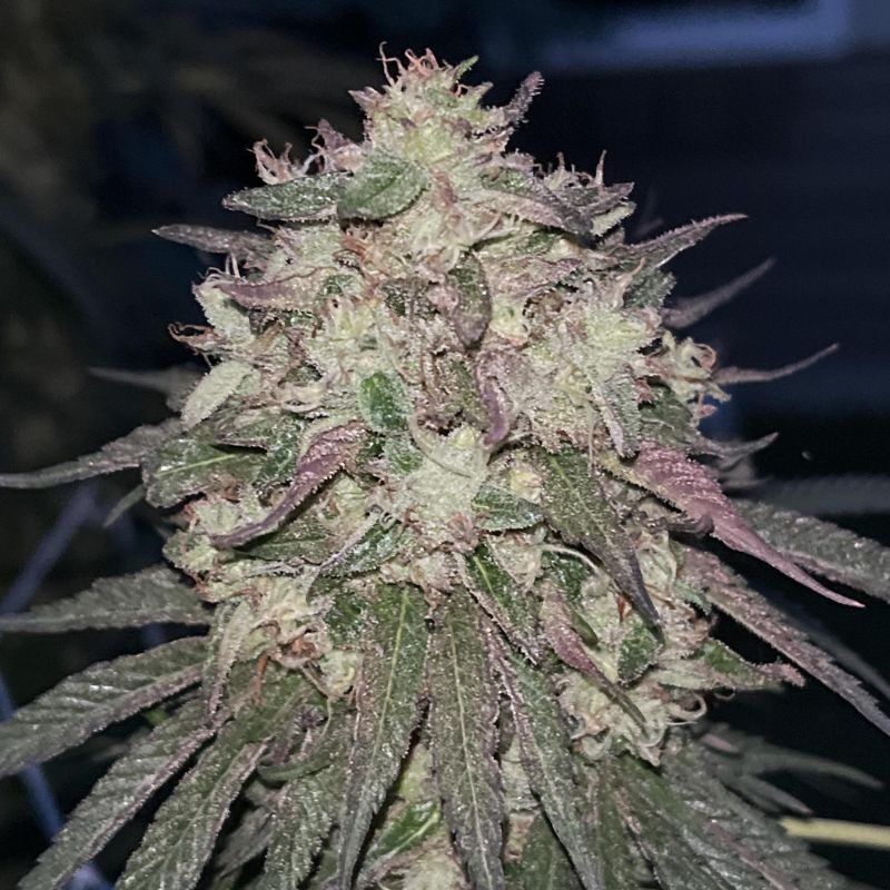 Nasiona marihuany Lemon Tree - opis odmiany konopi