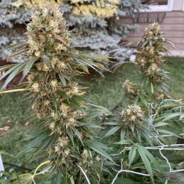 Nasiona marihuany Kush Mintz - opis odmiany konopi