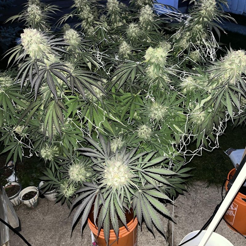 Nasiona marihuany GELATO 45 - odmiana konopi