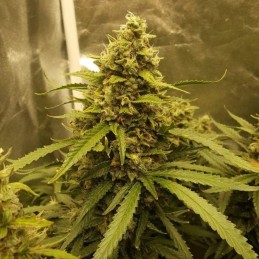 Nasiona marihuany Bubba Kush CBD - odmiana konopi