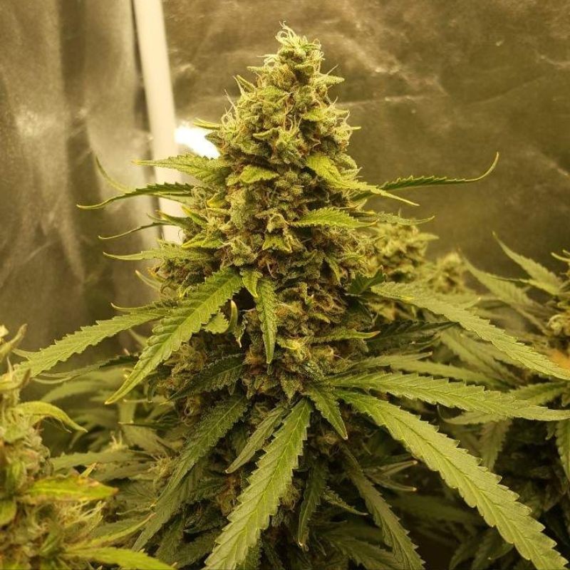 Nasiona marihuany Bubba Kush CBD - odmiana konopi