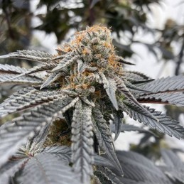 Nasiona marihuany automatyczne Blueberry Cheese Auto - odmiana konopi