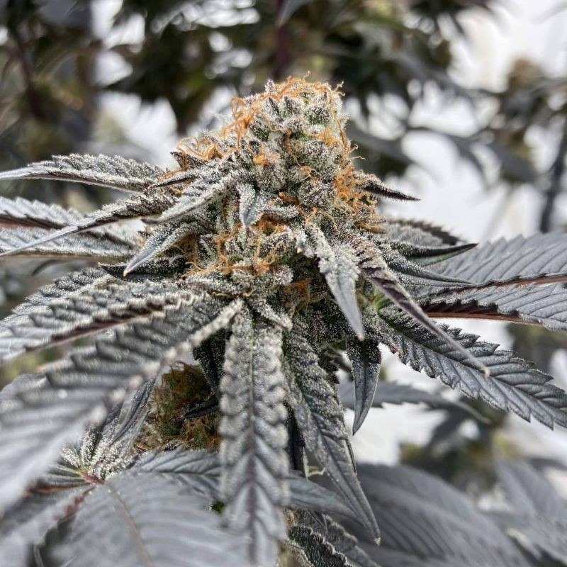 Nasiona marihuany automatyczne Blueberry Cheese Auto - odmiana konopi