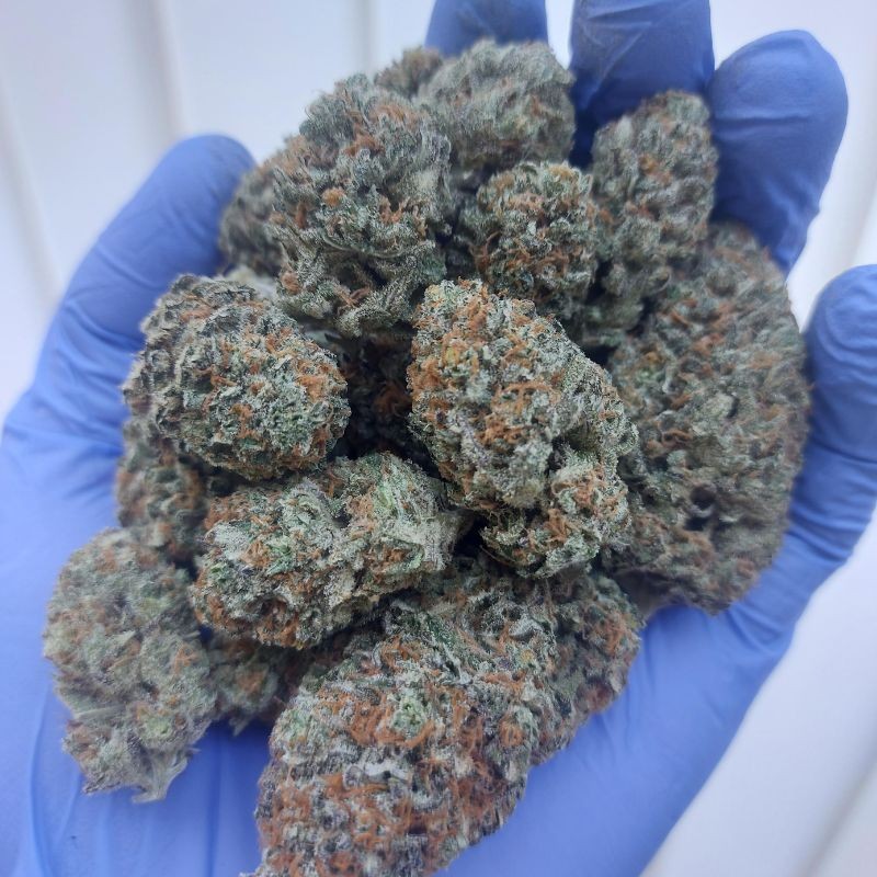 Nasiona marihuany Blueberry Cheese - odmiana konopi