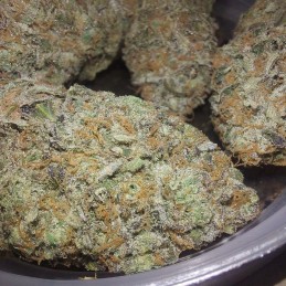 Nasiona medycznej marihuany DR Grinspoon - odmiana konopi