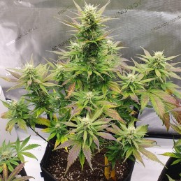 Nasiona marihuany Blue Sunset Sherbert - odmiana konopi