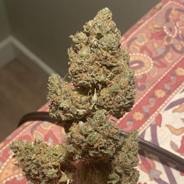 Nasiona marihuany Biscotti Mintz - odmiana konopi