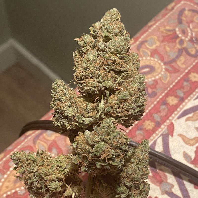 Nasiona marihuany Biscotti Mintz - odmiana konopi