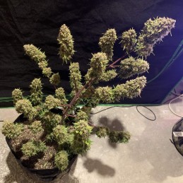 Nasiona marihuany Banana Punch - odmiana konopi