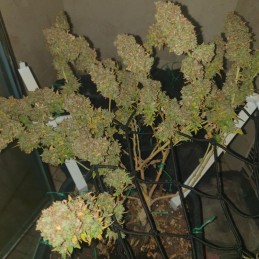 Nasiona marihuany Violator Kush - opis odmiany konopi